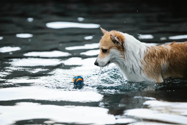 Comment gérer la peur de l'eau chez les chiens et les encourager à nager ?