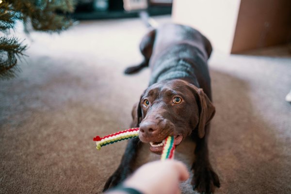 Quels sont les meilleurs jouets pour stimuler mentalement un chien actif ?